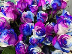 -三圣花乡旅游区