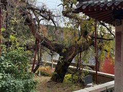 -泰山风景名胜区-普照寺
