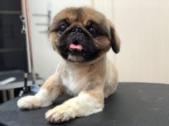 -小尾巴宠物店(万科·金域华庭店)