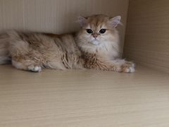 -瑞派康怡24h宠物医院·犬猫医疗中心·微创绝育(瑞景分院)