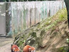 -广州动物园