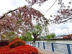 -高东镇樱花园