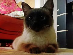 -伟伟宠物医院·CT影像中心·瑞派犬猫综合性门诊(汉口总院)