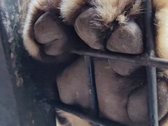 -深圳野生动物园