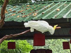 -广州长隆飞鸟乐园