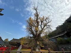 -都江堰石锅鱼