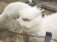 -上海大自然野生昆虫馆(东方明珠·爬宠昆虫探索中心)