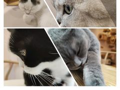 -猫咪派对(江南西店)