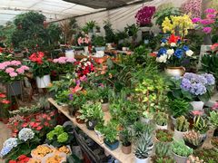 -金陵花卉交易市场