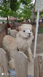 -萌宠亲子动物乐园(槐房万达店)