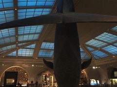 -美国自然历史博物馆