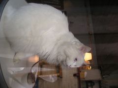 -Babycat私家御饼屋(龙头路一店)