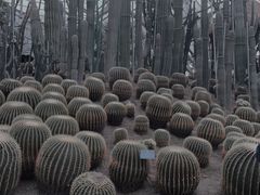 -南山植物园