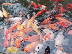 -温江公园