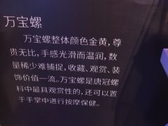 -贝壳梦幻世界