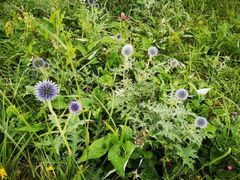 -白草畔自然风景区