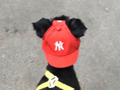 -瑞鹏宠物医院·爱宠堂(环西分院)