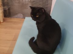 -猫在这儿猫咪咖啡馆·撸猫馆