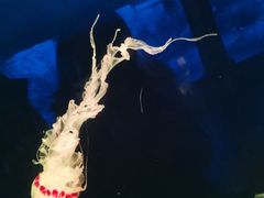 -西安曲江海洋极地公园