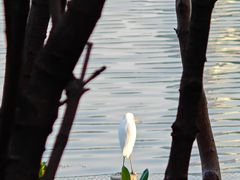 -白鹭洲公园