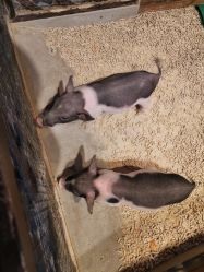 -酷嗒动物文化乐园(cutezoo西溪乐天城店)