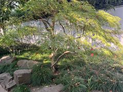 -秋霞圃