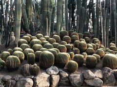 -南山植物园