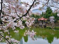 -武汉大学-樱园