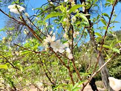 -南国桃园旅游度假区