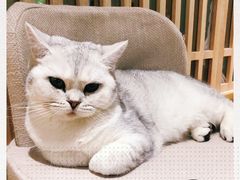 -猫和宫(六道口店)