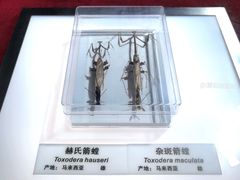 -上海昆虫博物馆