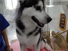 -宠福鑫康馨动物医院·骨科·眼科