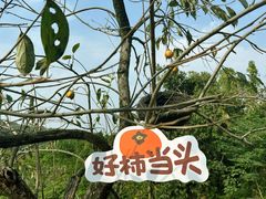 -如意山房柿子树下餐厅