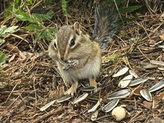 -五营红松林海景区