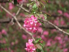 -长白岛森林公园