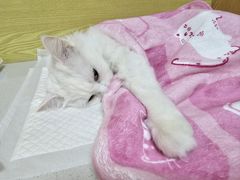 -中农大我爱我爱动物医院·核磁CT·猫病·24小时夜诊中心(石佛营店)