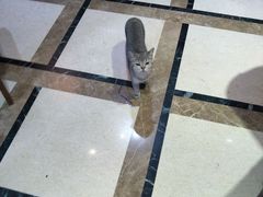 -猫色咖啡·猫咖