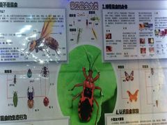 -上海大自然野生昆虫馆(东方明珠·爬宠昆虫探索中心)