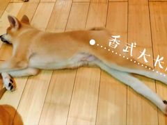 -喜柴咖啡·柴犬狗咖