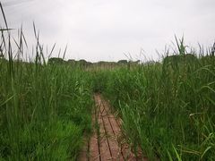 -长田漾湿地公园