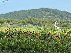 -苏州太湖西山岛开心农场