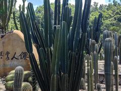 -深圳仙湖植物园