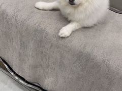 -安安宠医宠物医院·异宠·犬猫内科(岳阳分院)