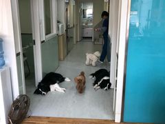 -乐派堂宠物医院·猫友好· 心脏科(东街店)