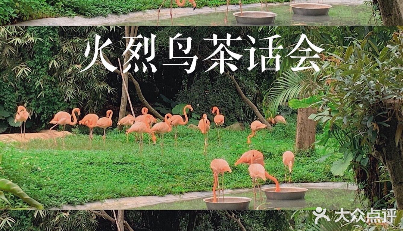 深圳|假日出游·野生动物园里的憨憨们在等你👋🏻