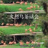 深圳|假日出游·野生动物园里的憨憨们在等你👋🏻
