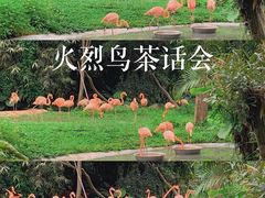 -深圳野生动物园