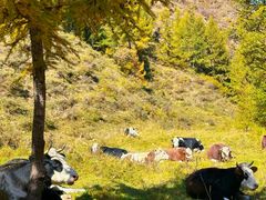 -苏木山森林公园