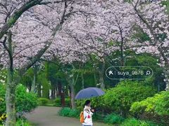 -汉拿树木园