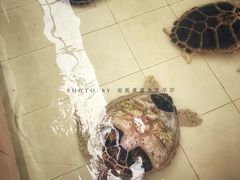 -广东惠东海龟国家级自然保护区